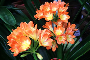 花卉之美 自然贈(zèng)予人間的詩(shī)篇